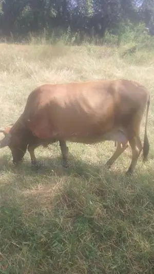 milk cow