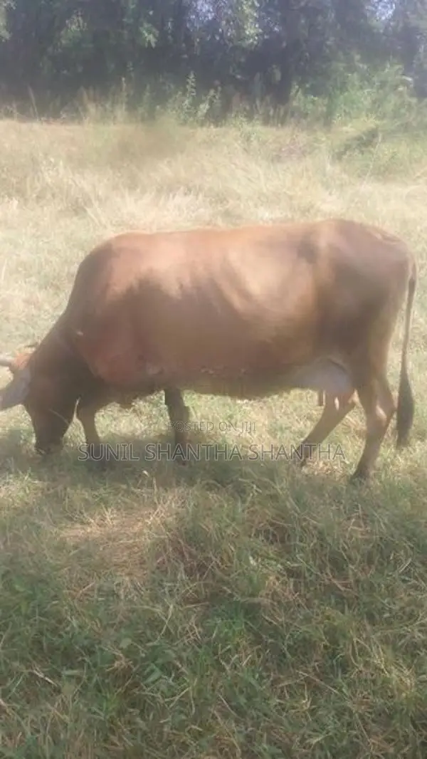milk cow