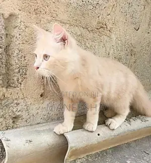 Persian Cat