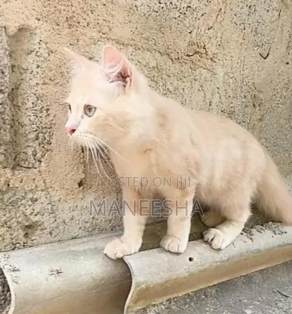 Persian Cat