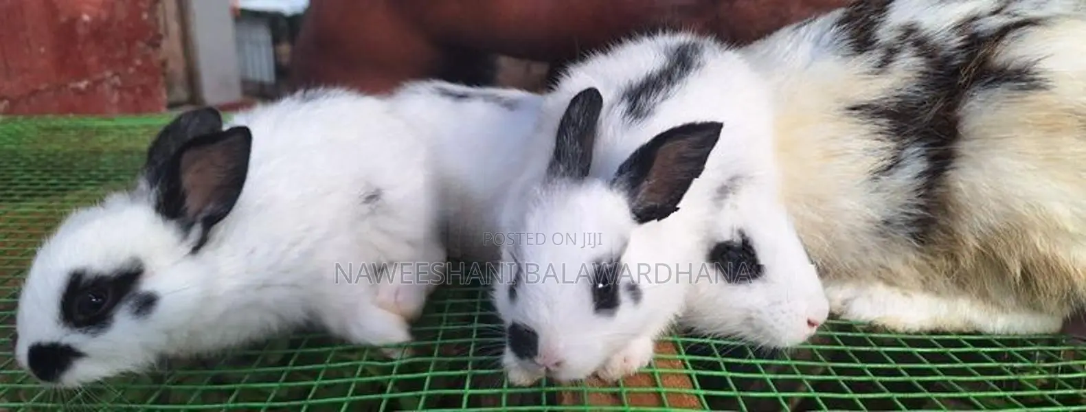 English pot bunnies