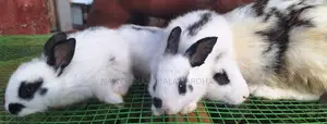 English pot bunnies