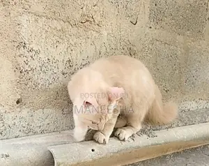 Persian Cat