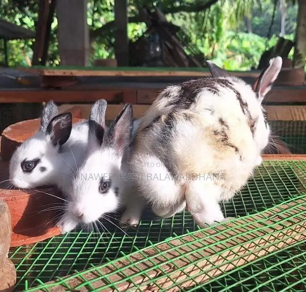 English pot bunnies