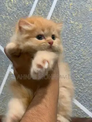 Big Bone Persian Cat