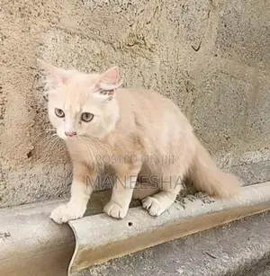 Persian Cat