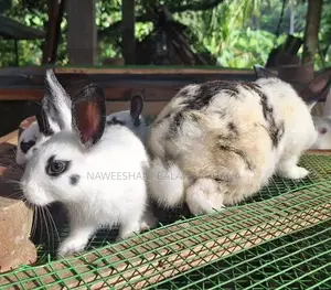 English pot bunnies