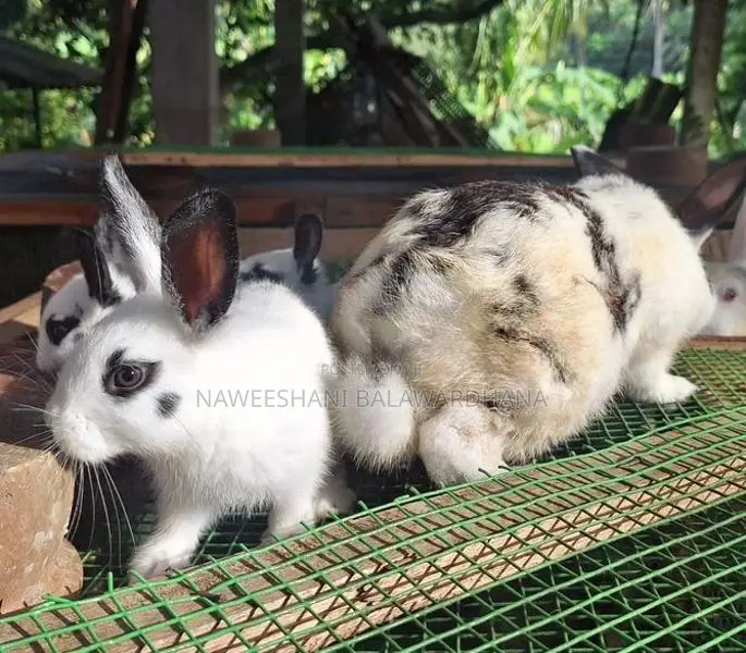 English pot bunnies