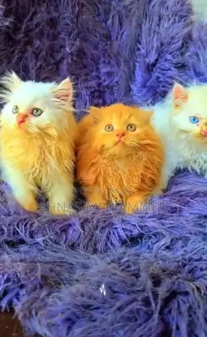 Persion cat
