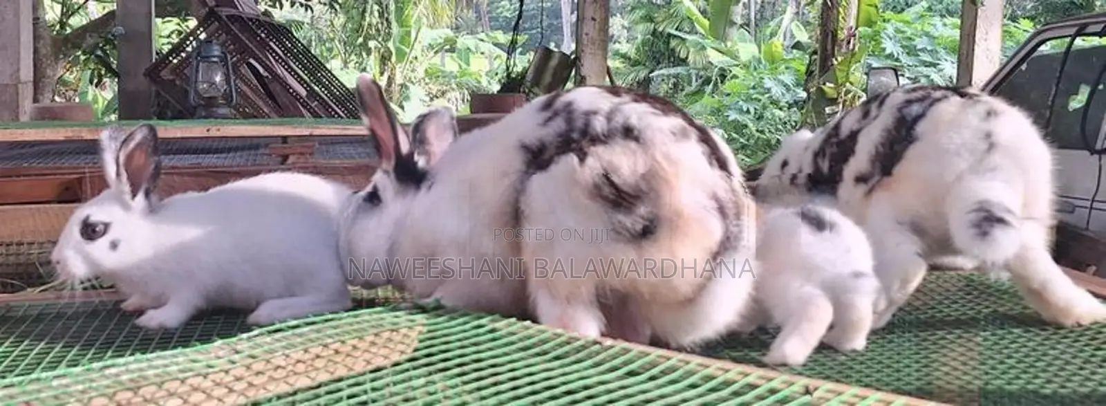 English pot bunnies