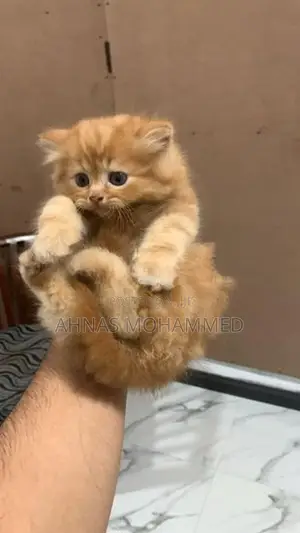 Big Bone Persian Cat