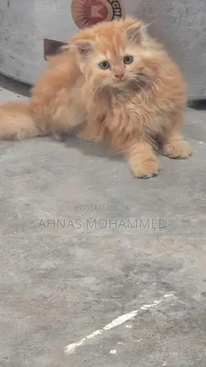 Persion cat