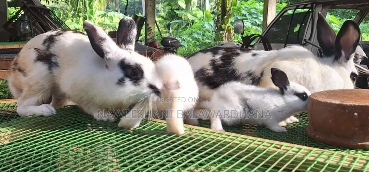 English pot bunnies