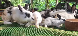 English pot bunnies