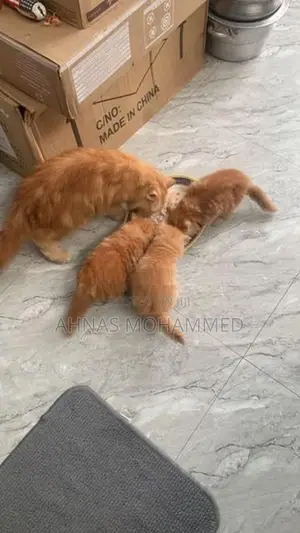 Big Bone Persian Cat
