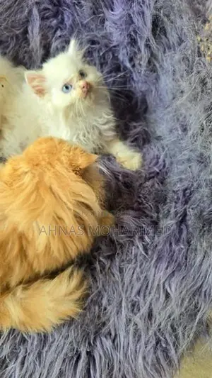 Persion cat