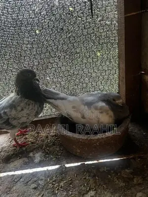 Pigeon