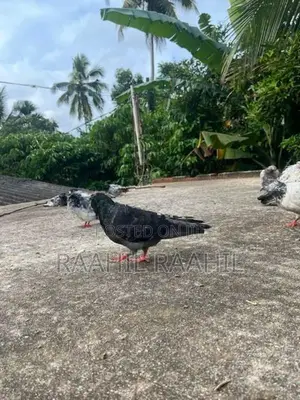 Pigeon