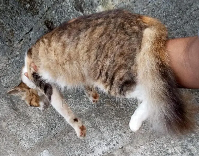 Persian kittens