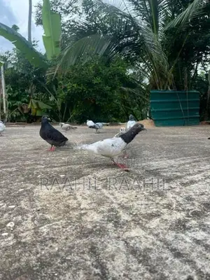 Pigeon