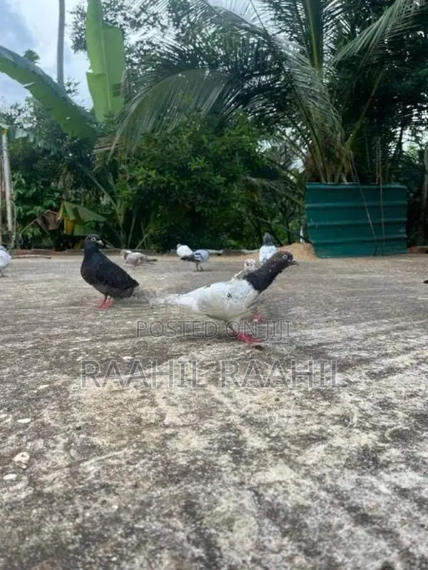Pigeon