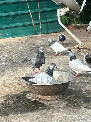Pigeon