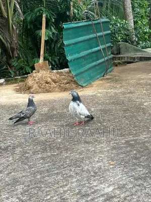 Pigeon