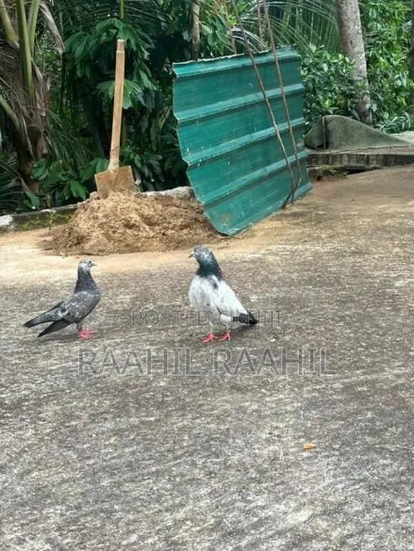 Pigeon