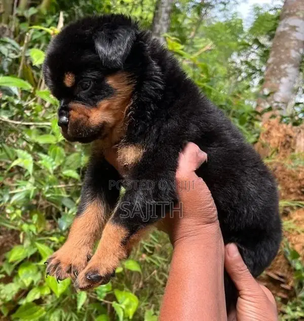 Rottweiler Female Puppy