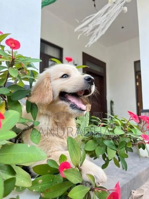 Golden Retriever