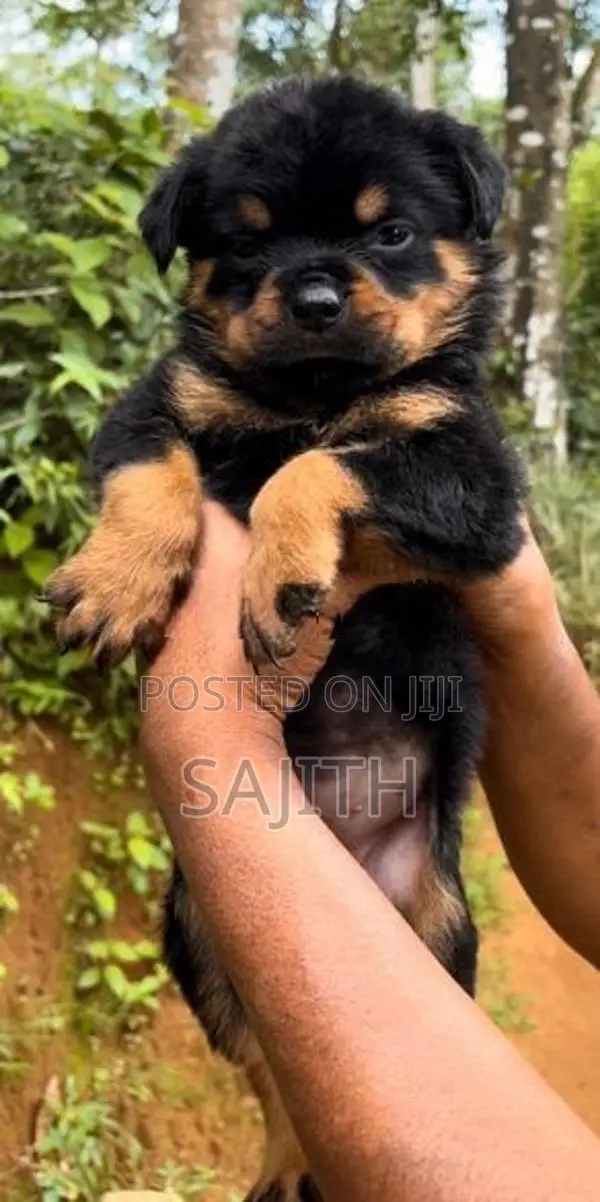 Rottweiler Female Puppy