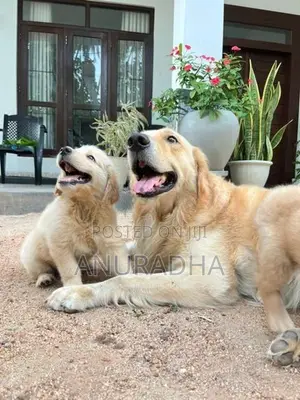 Golden Retriever