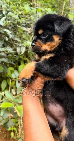 Rottweiler Female Puppy