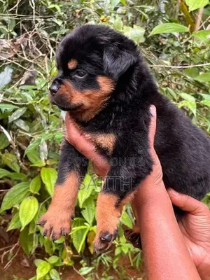 Rottweiler Female Puppy