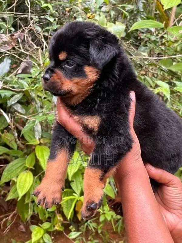 Rottweiler Female Puppy