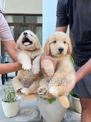 Golden Retriever