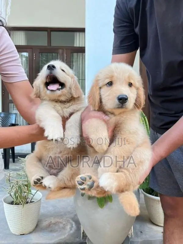 Golden Retriever