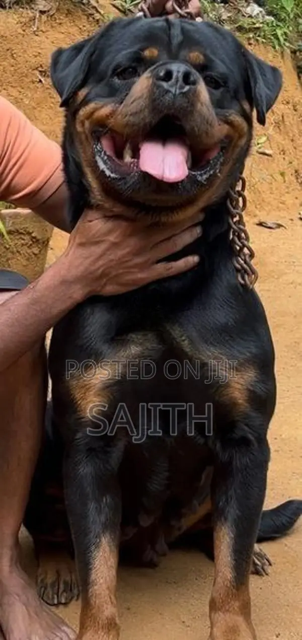 Rottweiler Female Puppy
