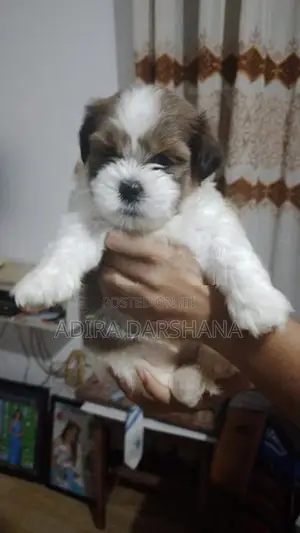 Shih Tzu Puppies