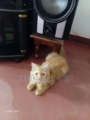 Persian Kitten