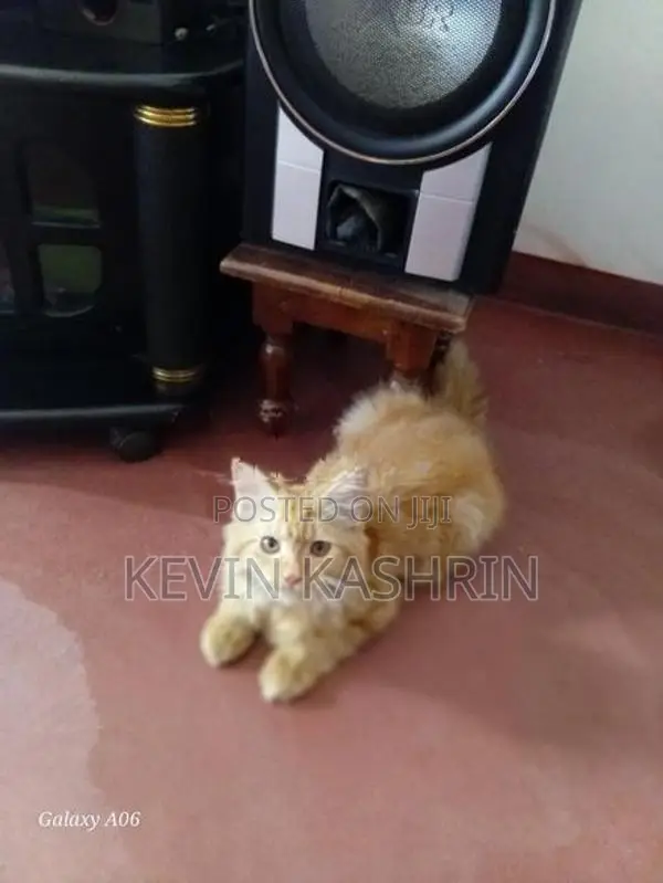 Persian Kitten