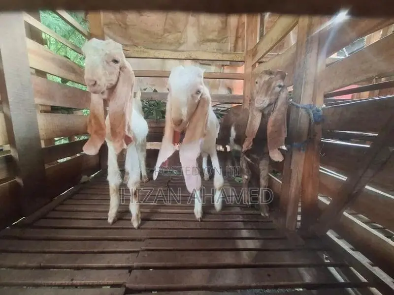 Jamunapary Goats