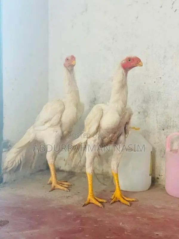 Parrot Beak Rooster