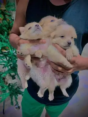 Pomeranian Puppies