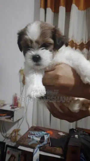 Shih Tzu Puppies