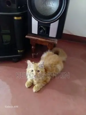 Persian Kitten