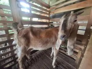 Jamunapary Goats