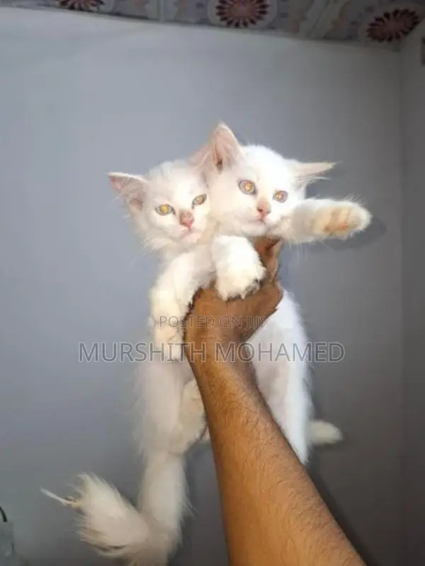 Persian Kittens