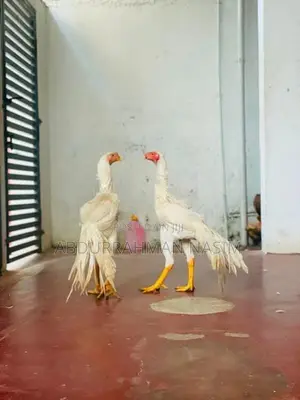 Parrot Beak Rooster