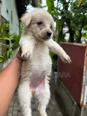 Pomeranian Puppies
